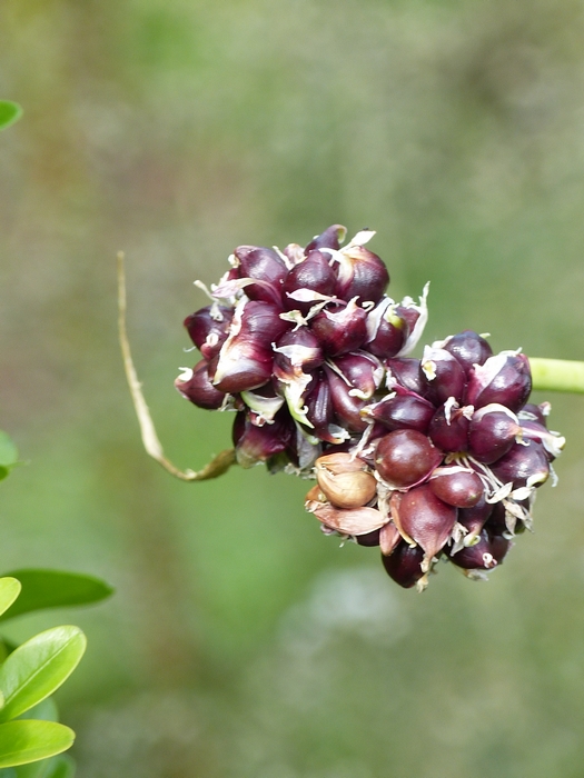 Alium sativum ophioscorodon, esculaap ui