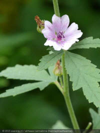 althaea cannabina, hennepblad stokroos