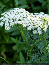ammi visnaga