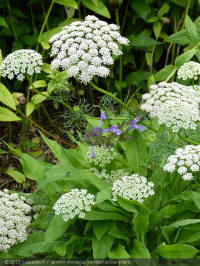 ammi visnaga