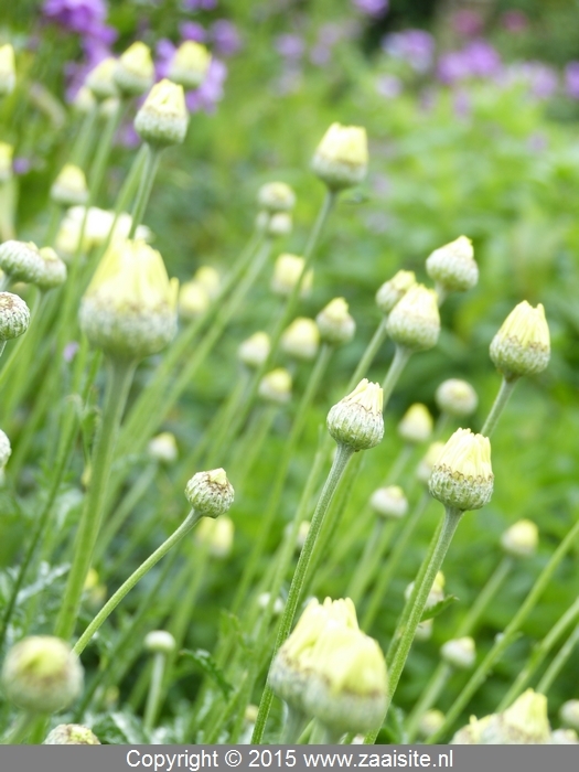 anthemis cally cream