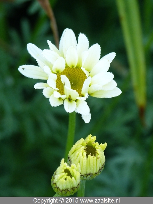 anthemis cally cream