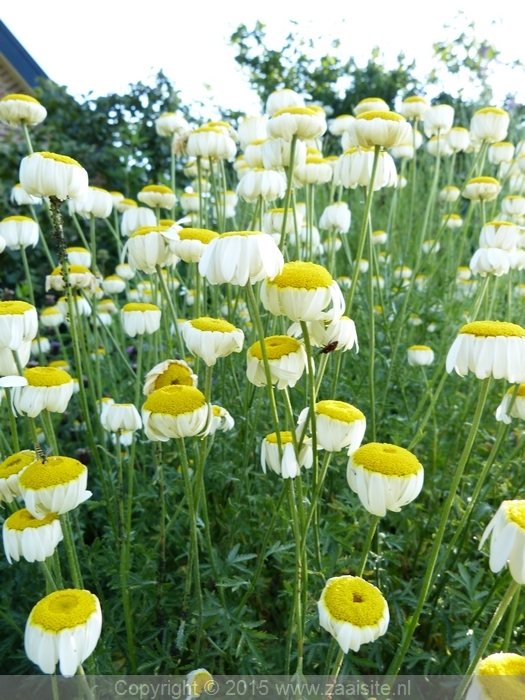 anthemis cally cream