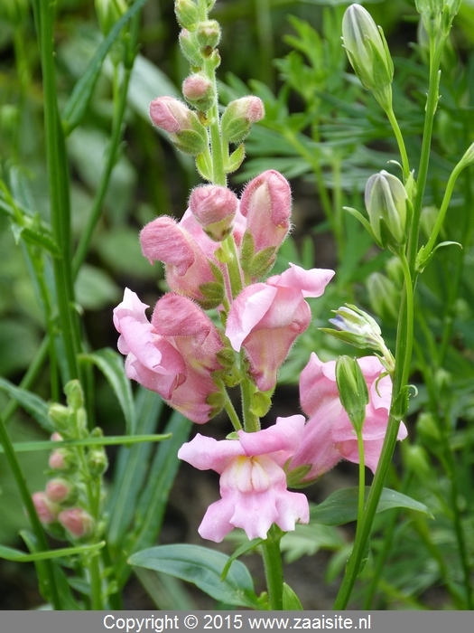 antirrhinum majus nanum grandiflorum pink