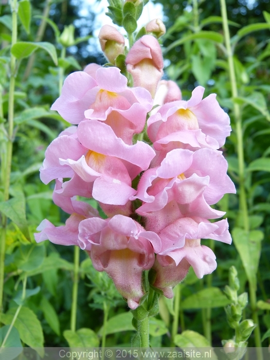 antirrhinum majus ribbon rose - grote leeuwenbek