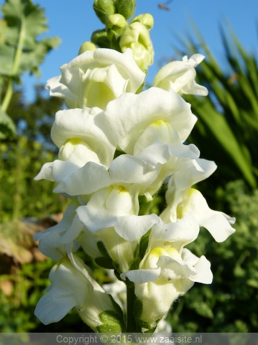 antirrhinum majus royal bride, grote leeuwenbek