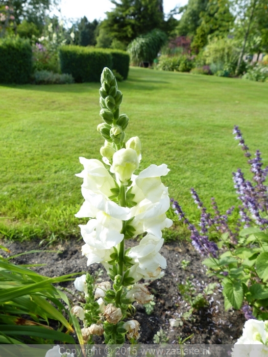 antirrhinum majus royal bride, grote leeuwenbek