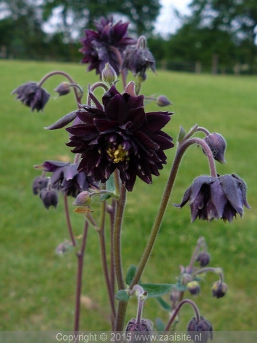 aquilegia plena black barlow