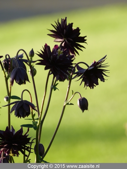 aquilegia plena black barlow