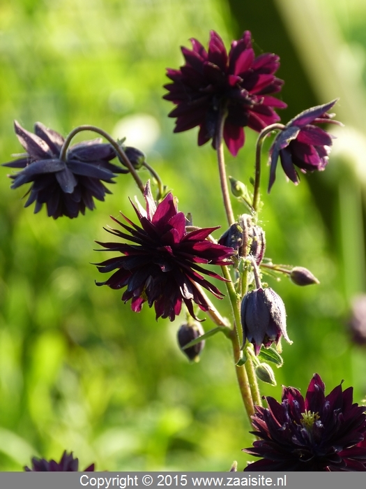 aquilegia plena black barlow