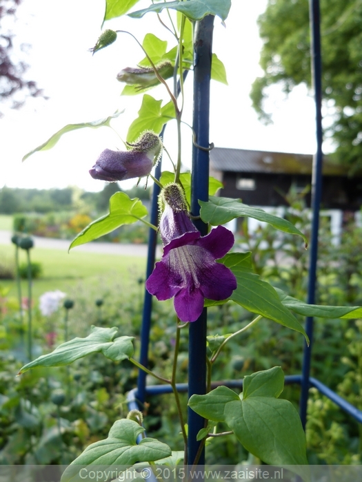 asarina scandens joan lorraine - klimleeuwenbek