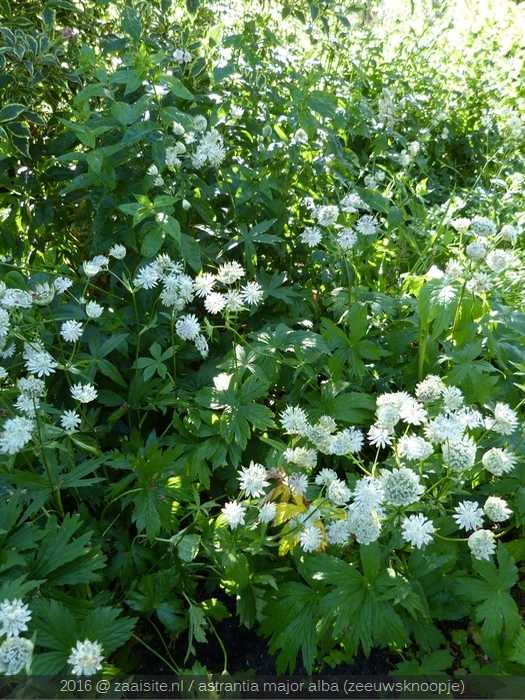 astrantia major alba