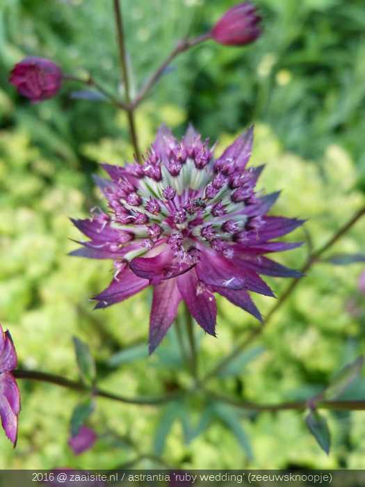 astrantia ruby wedding, zeeuwsknoopje