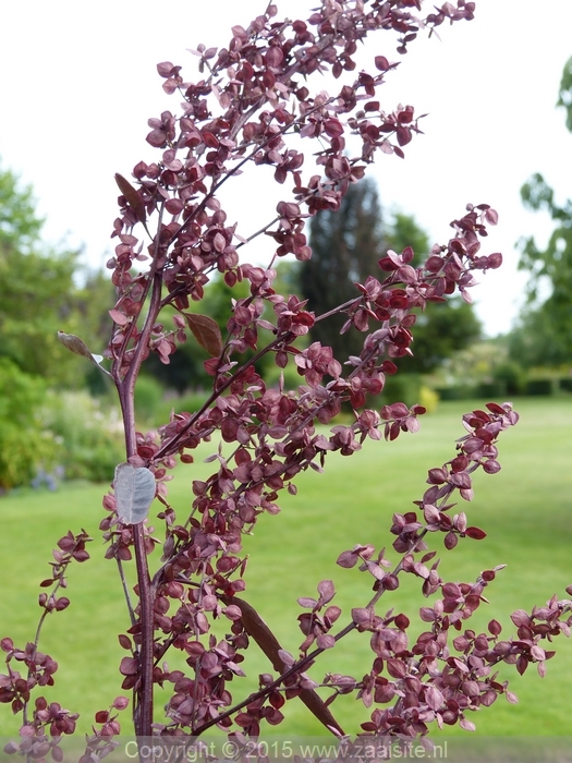 atriplex hortensis red plume - rode melde