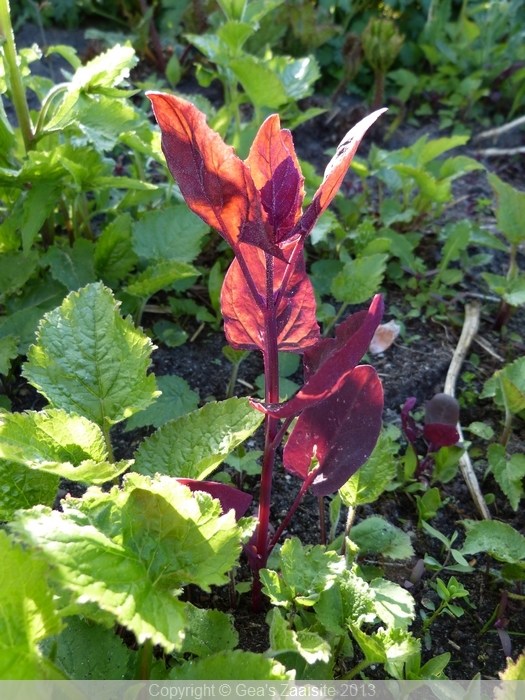 atriplex hortensis red plume - rode melde aanvang