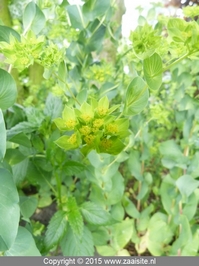 bupleurum rotundifolium - doorwas