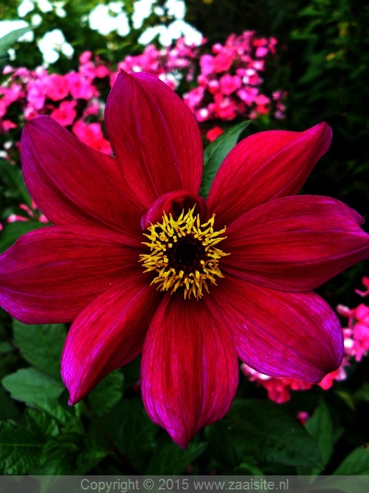 dahlia jewel