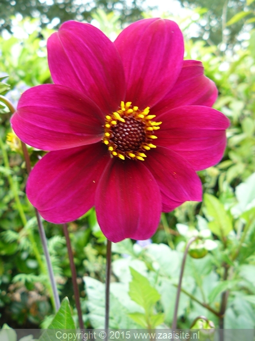 dahlia jewel