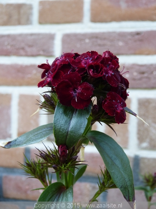 dianthus barbatus blood red