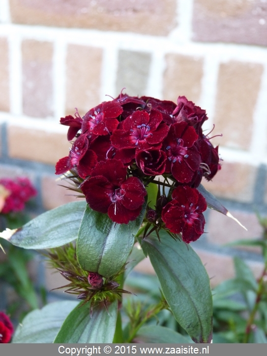 dianthus barbatus blood red