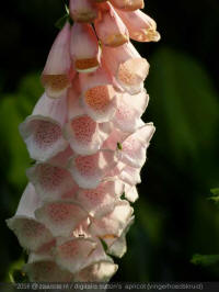 digitalis purpurea sutton's apricot, vingerhoedskruid