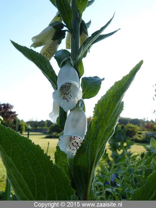 digitalis purper spot