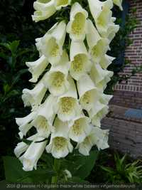 digitalis thapsi white