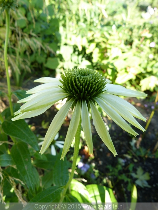 echinacea ex avalance