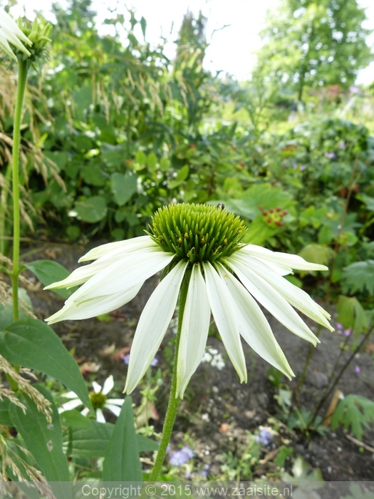 echinacea ex avalance