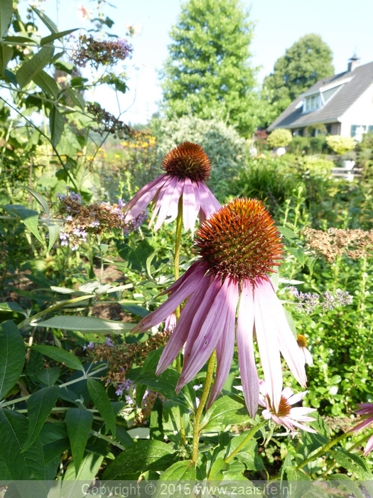 echinacea pallida, zonnehoed