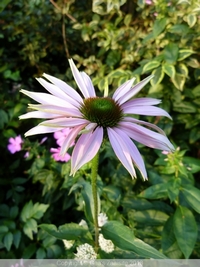 echinacea vbo-3