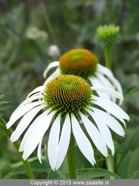 echinacea uit white swan zonnehoed