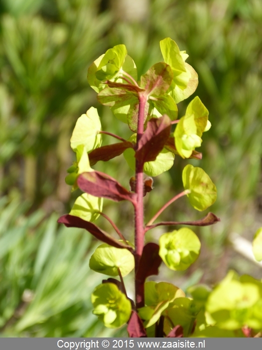 euphorbia amygdaloides purpurea