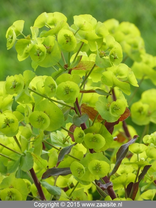 euphorbia amygdaloides purpurea