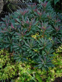 euphorbia amygdaloides purpurea