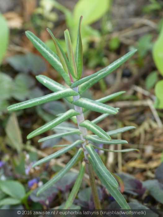 euphorbia lathyris, kruisbladwolfsmelk