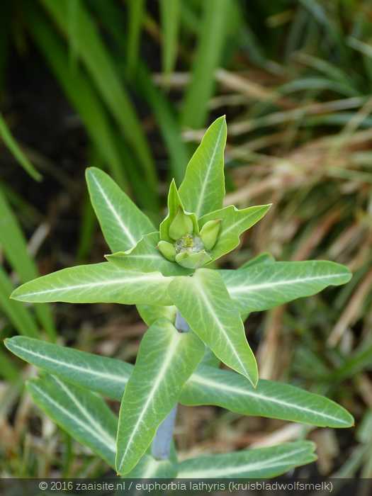 euphorbia lathyris, kruisbladwolfsmelk