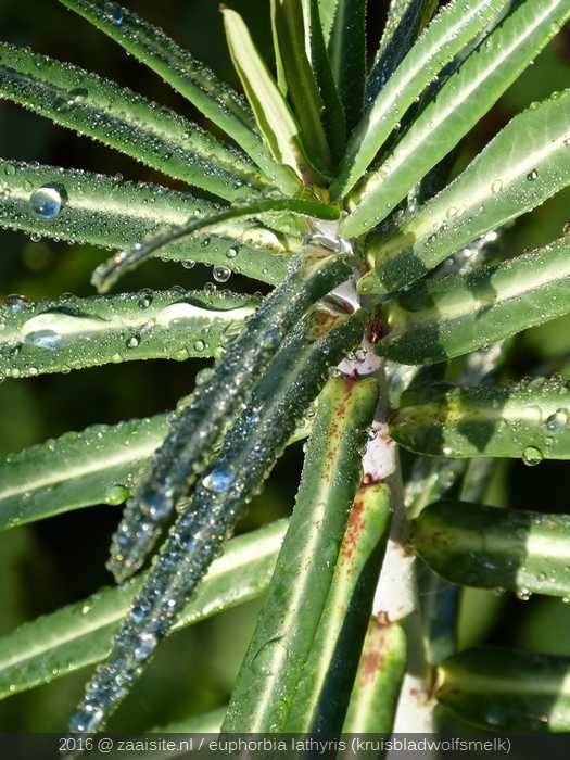 euphorbia lathyris, kruisbladwolfsmelk