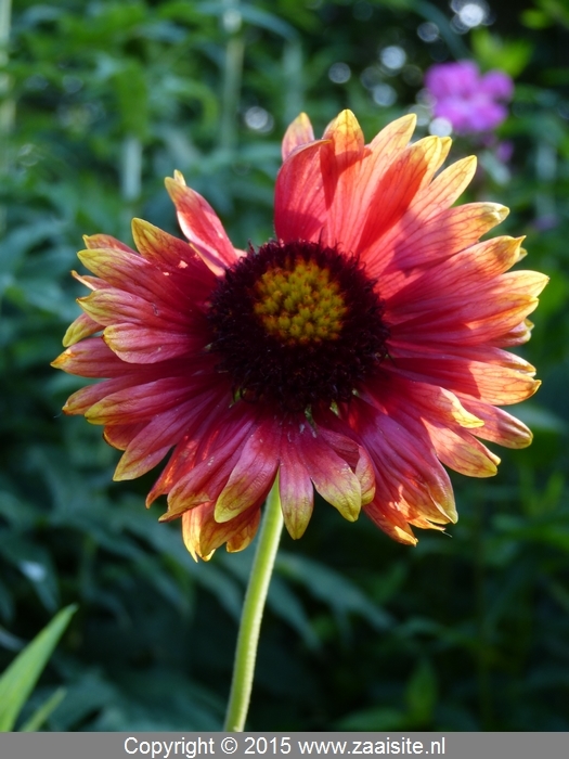 gaillardia burgunder, kokardebloem