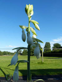 galtonia viridiflora, kaapse hyacinth