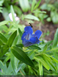 gentiana pneumanthe, klokjesgentiaan, marsh gentian