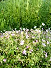 geranium endressii