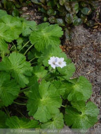 geranium pyrenaicum, bermooievaarsbek