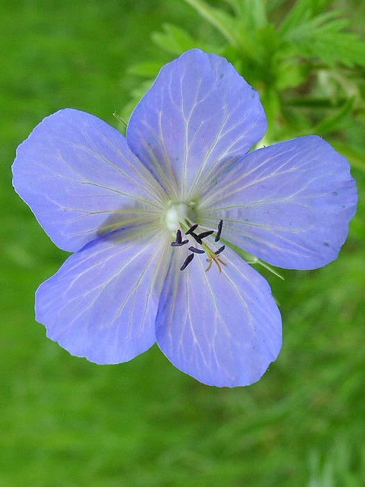 geranium pratense johnson's blue - beemdooievaarsbek