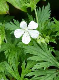 geranium pratense snowflakes