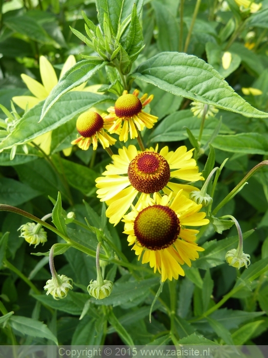 helenium autumnale - zonnekruid