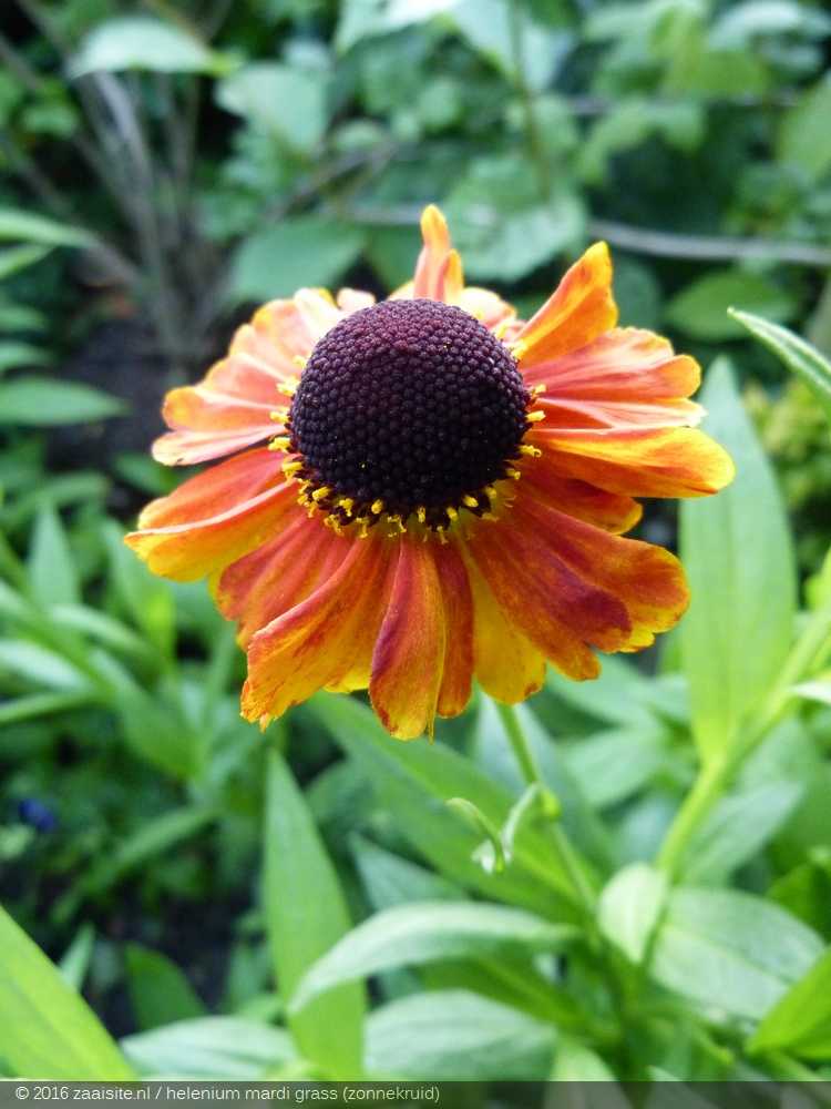 helenium mardi gras