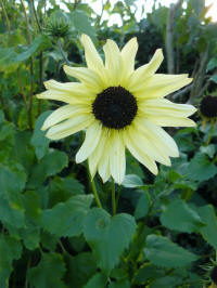 helianthus debilis italian white 