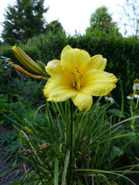 hemerocallis yellow