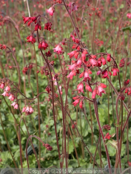 heuchera sanguineum bressingham